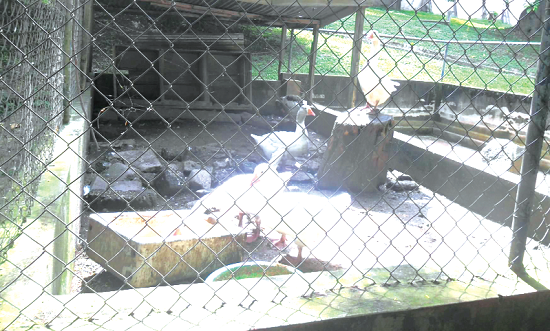 The Kumasi Zoo stocks gees (above) and wild cats (below).