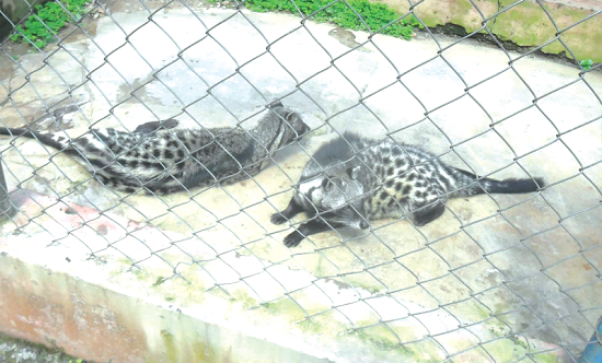 Kumasi Zoo reopens