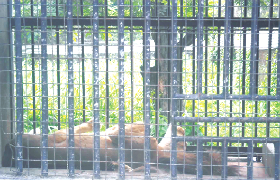 A lion relaxing at the Kumasi Zoo