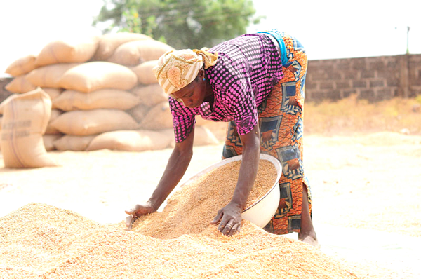 Women in agricuture, such as rice production, need capital to promote their businesses 