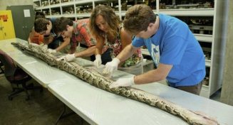 The largest Burmese python captured in the Everglades was 17ft 7in (5.3m)