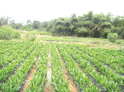 Some of the oil palm seedlings meant for cultivation on lands reclaimed after mining.