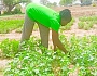 One of the women farmers working on her dry season vegetable farm in Awaradone
