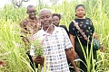 Bright Abentara, a farmer, holding the witchweed (Striga) and explaining to the journalists how it renders crops unproductive