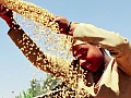 Climate crisis at work: Ghana could lose 550,000 jobs to heat stress by 2040