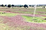No seedlings planted at this site survived at Zanlerigu