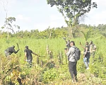 •Some police officers destroying marijuana plants in a forest at Peki-Dzake