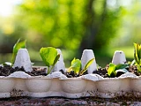Six smart ways to reuse empty egg cartons