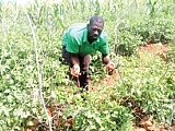 Mboleni Zoya, a tomato farmer,­ at his farm in Zanlerigu