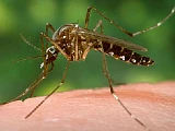 Yellow fever situation under control – Health Minister