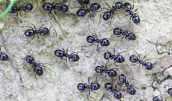 Restaurant owner faces jail for using ants as dessert garnish