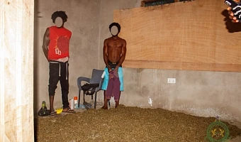 Three arrested as NACOC raids cannabis production hub in Volta