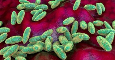 Pneumonic plague is often described as the most virulent form of plague